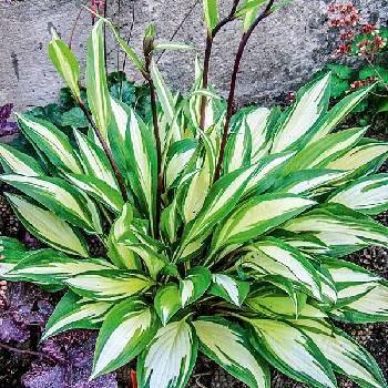 Хоста Hosta ‘Cherry Berry’